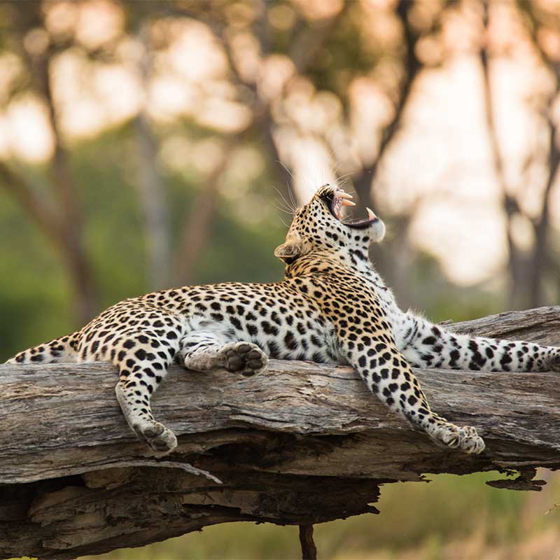 Khwai Guest House can arrange for you: